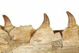 Mosasaur (Eremiasaurus) Jaw with Five Teeth - Morocco #259673-3